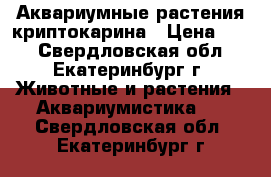 Аквариумные растения криптокарина › Цена ­ 50 - Свердловская обл., Екатеринбург г. Животные и растения » Аквариумистика   . Свердловская обл.,Екатеринбург г.